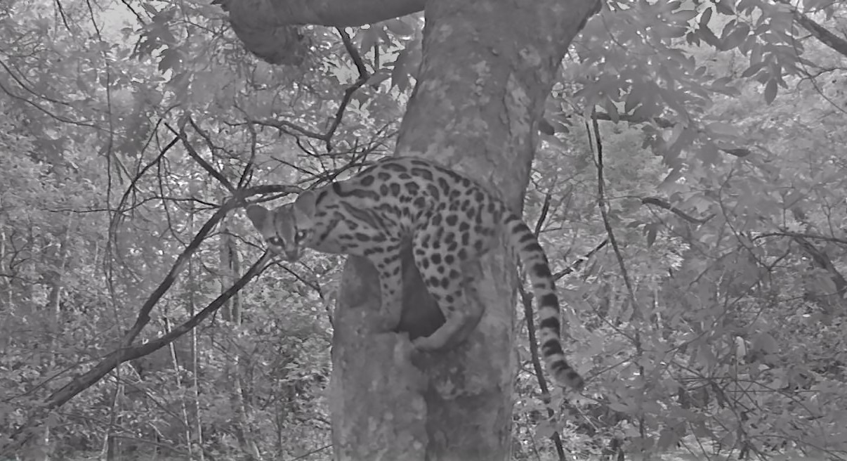 Margay