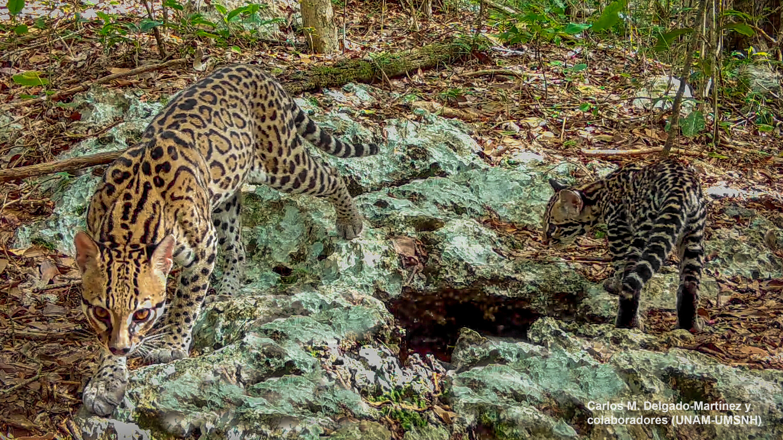 Ocelote