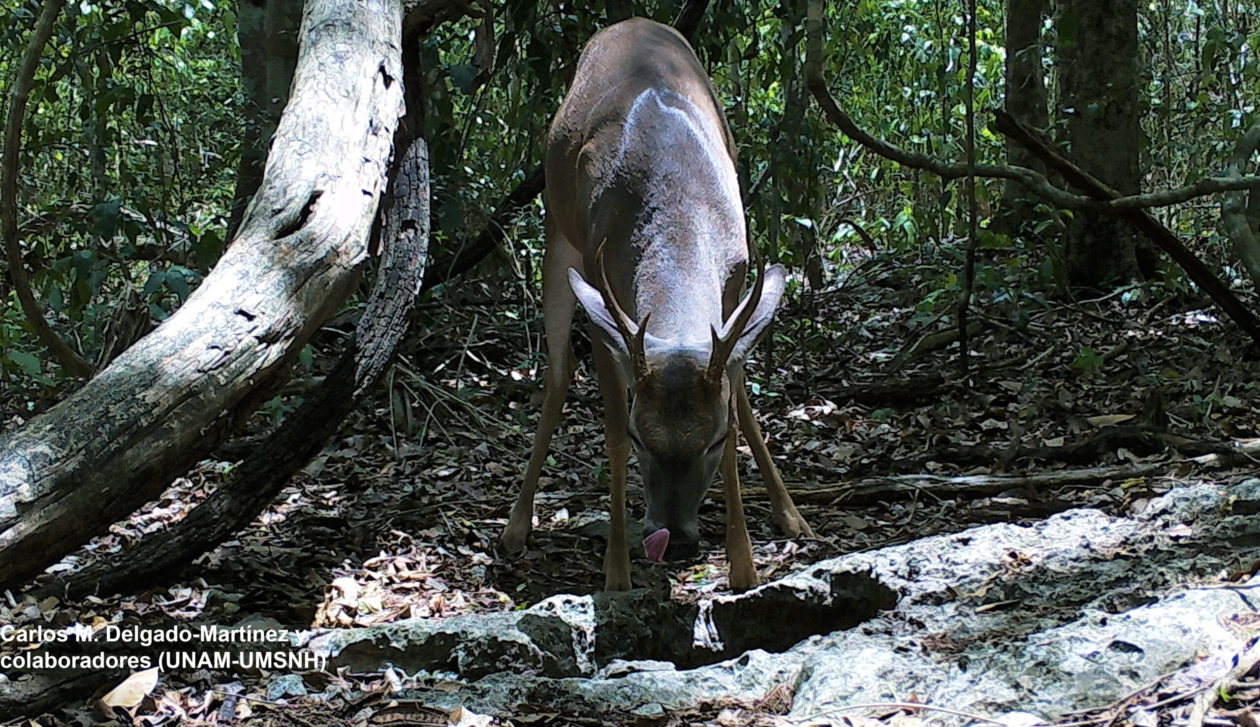 Odocoileus_virginianus
