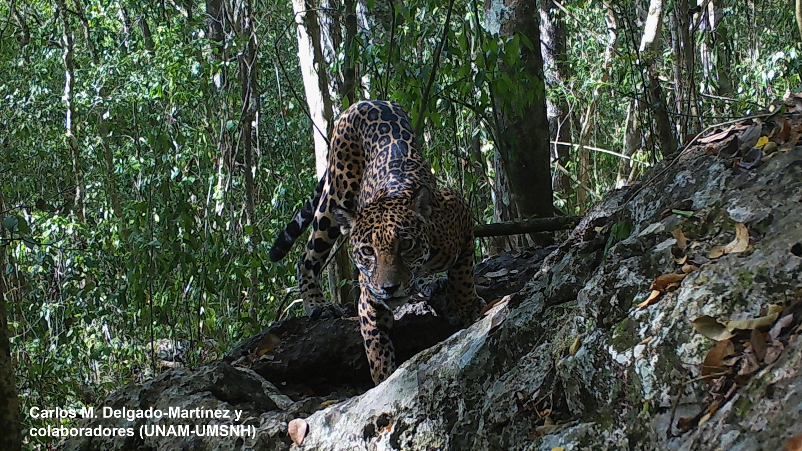 Panthera_onca