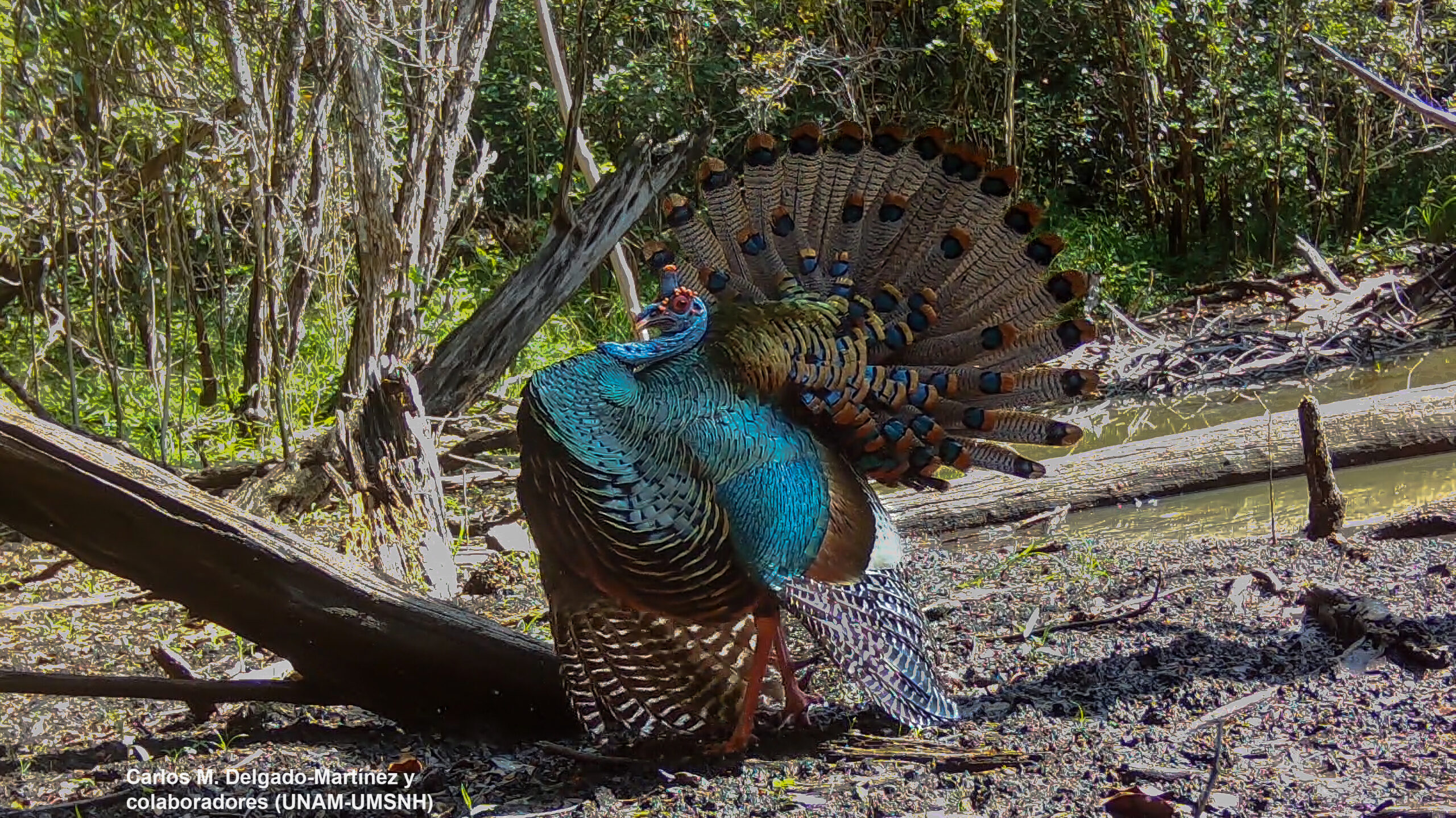 Pavo ocelado