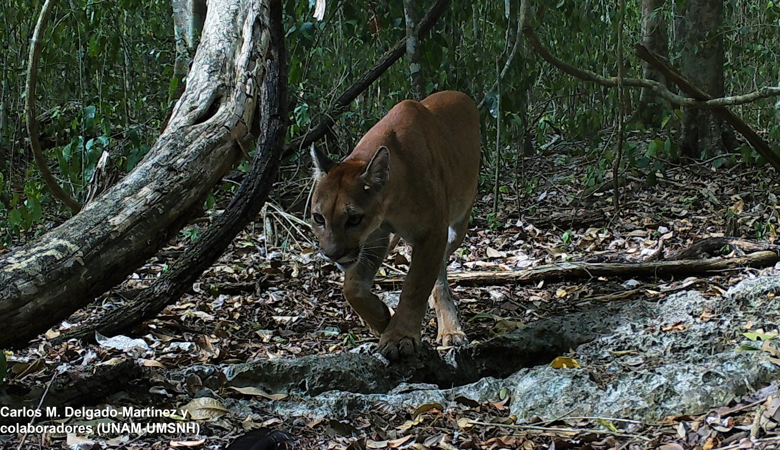 Puma_concolor