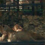 leonas